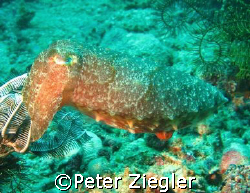 Sepia - Cuttlefish

Sabang, Puerto Gallera, Mindoro, Ph... by Peter Ziegler 